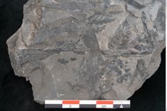 Foto (Detailansicht) von Odontopteris minor Brongniart (NHMW-GEO-2024-0188-10714)